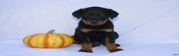 Rottweiler dogs for sale: Hunter - Ad 1