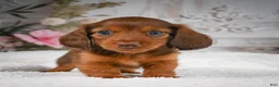 Miniature Dachshund dogs for sale: AKC-Drake - Ad 6