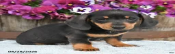Dachshund dogs for sale: Hunter - Ad 4