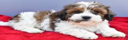 Teddy Bear dogs for sale: Trigger - Ad 7