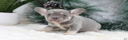 French Bulldog dogs for sale: Faith - Ad 4