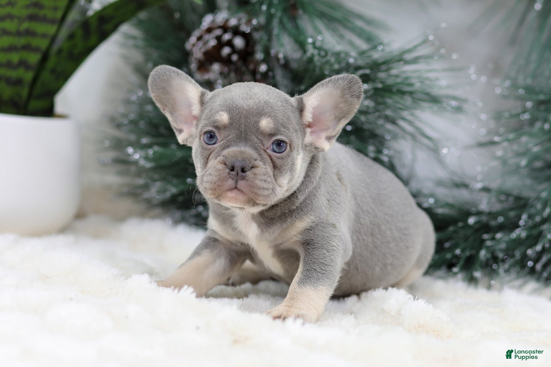 French Bulldog dogs for sale: Faith - Ad 4