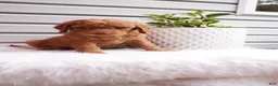 Goldendoodle dogs for sale: Zeg - Ad 4