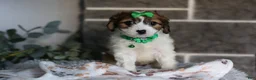 Cavapoo dogs for sale: Maggie - Ad 4
