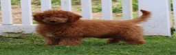 Mini Goldendoodle dogs for sale: Vanessa - Ad 1