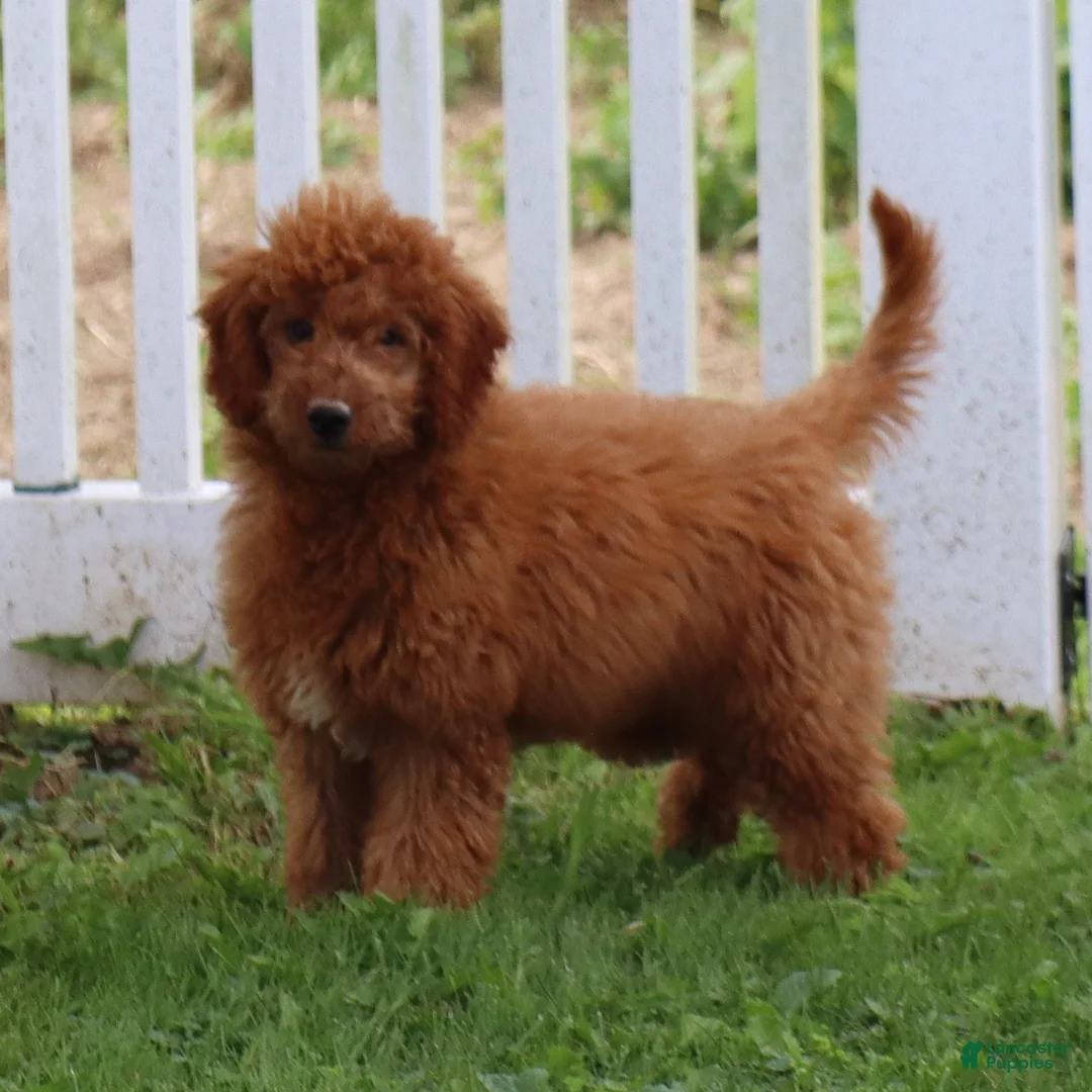 Mini Goldendoodle dogs for sale: Vanessa - Ad 1