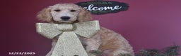Goldendoodle dogs for sale: Gavin - Ad 2