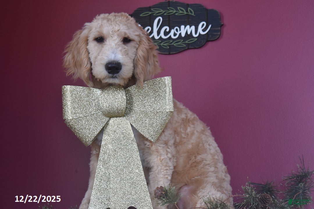 Goldendoodle dogs for sale: Gavin - Ad 2