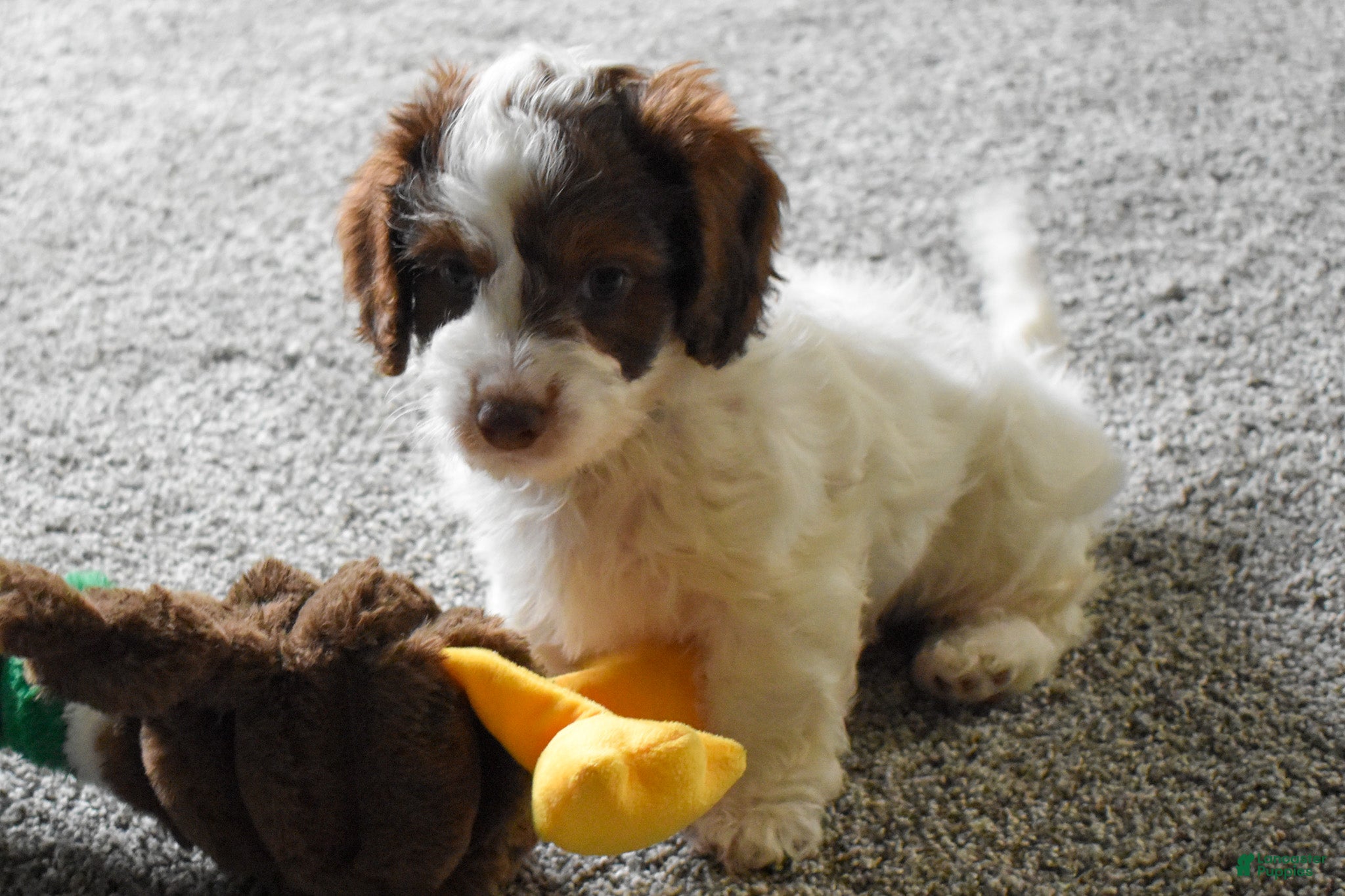 Doxiepoo dogs  Prince  - Ad 1