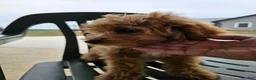 Mini Goldendoodle dogs for sale: Alice - Ad 17