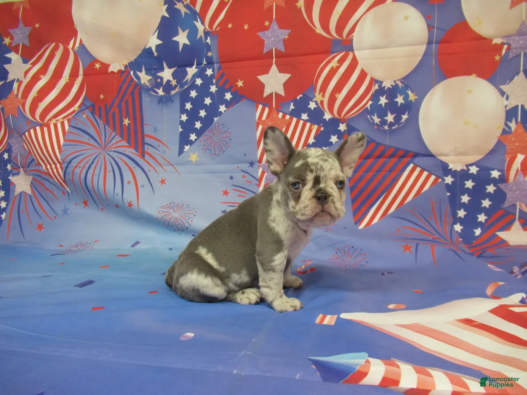 French Bulldog dogs for sale: AKC Brook - Ad 2