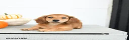 Miniature Dachshund dogs for sale: Pumpkin - Ad 4