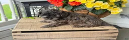 Mixed Breed dogs for sale: Quincey - Ad 13