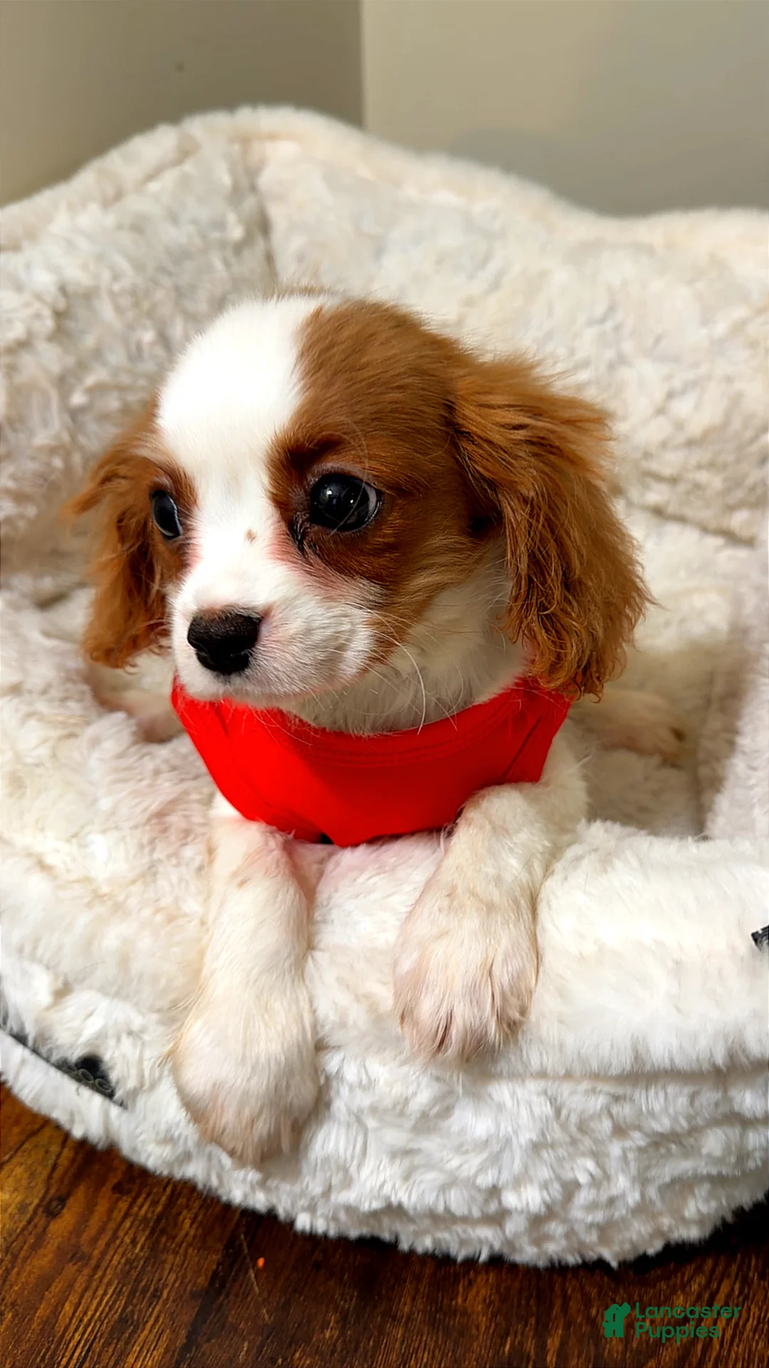 Cavalier King Charles Spaniel dogs for sale: Raven  - Ad 2