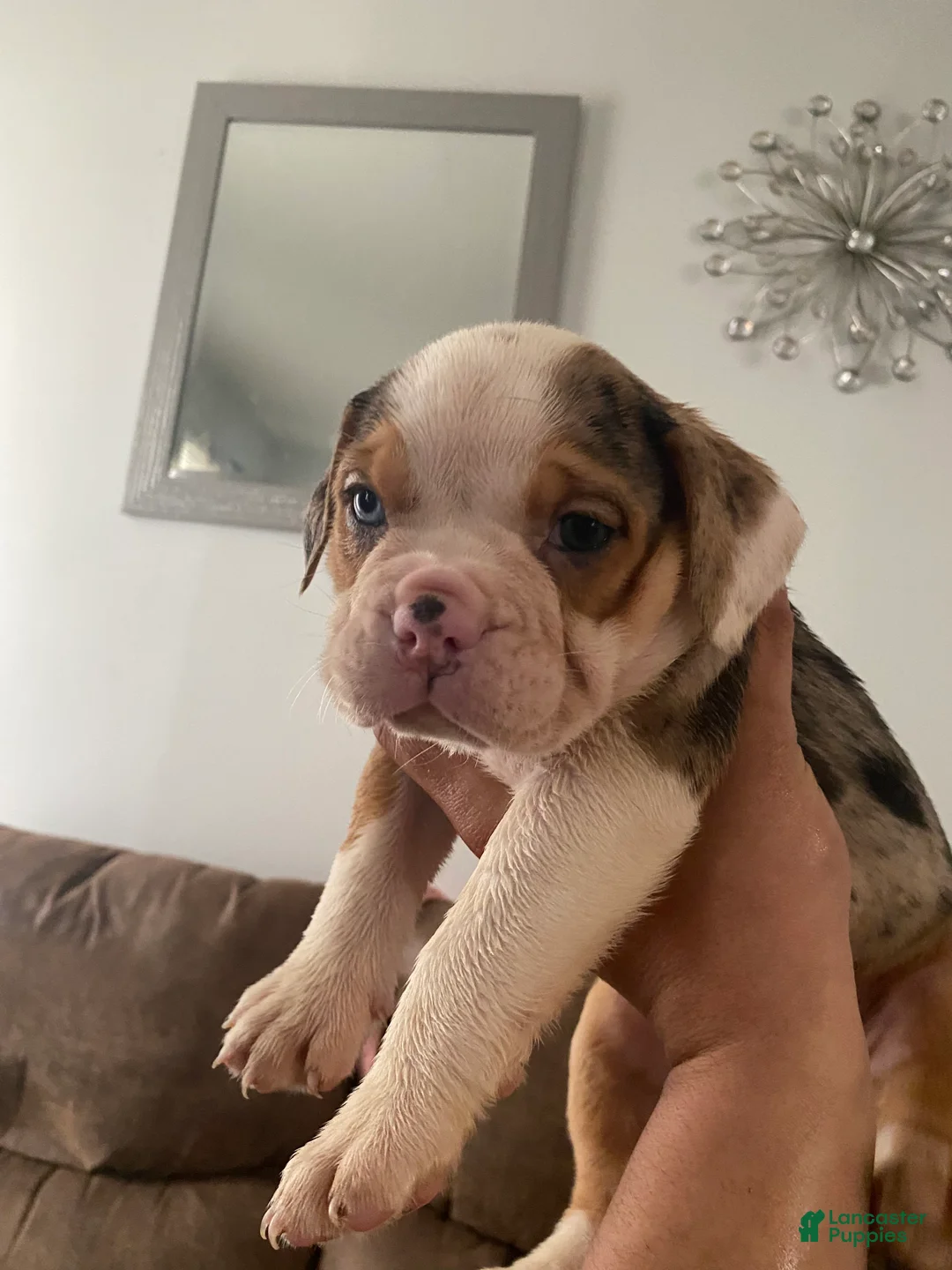 Beabull dogs for sale: Ashley - Ad 2