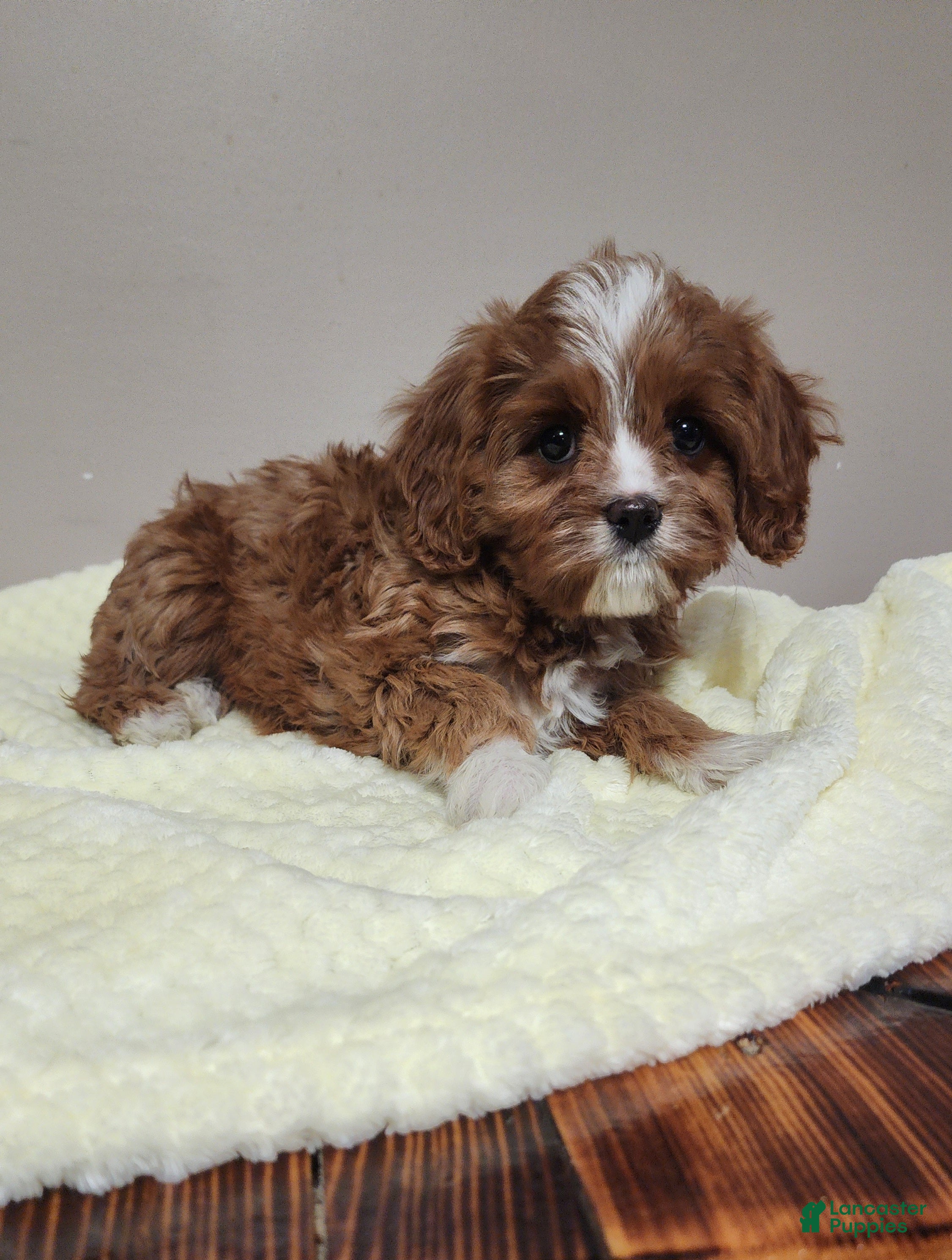 Cavapoo dogs Chicken Nugget - Ad 2