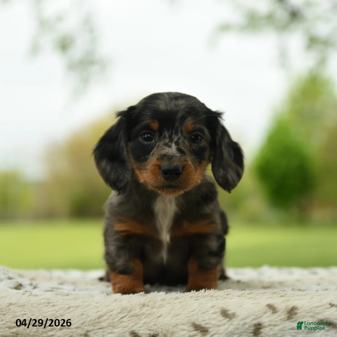 Miniature Dachshund dogs for sale: Francis - Ad 1