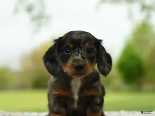 Miniature Dachshund dogs for sale: Francis - Ad 2