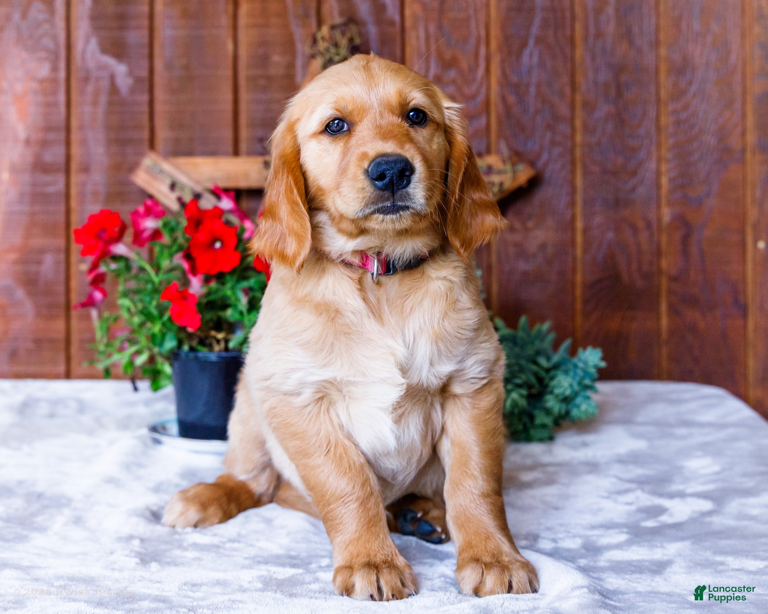 Golden Retriever dogs Dahlia - Ad 1