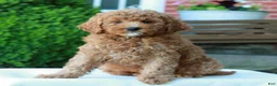 Mini Goldendoodle dogs for sale: Landon  - Ad 1