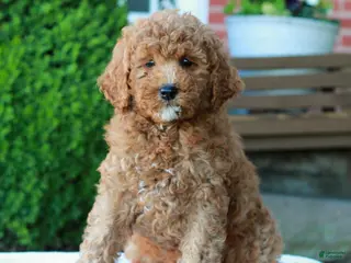 Mini Goldendoodle dogs for sale: Landon - Ad 3