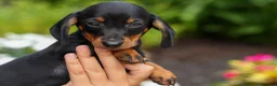Miniature Dachshund dogs for sale: Iggy🐶  - Ad 7