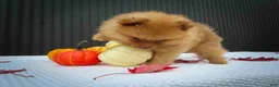 Pomeranian dogs for sale: 🐾 Meet Rosa — A Bouncy Little Ball of Fluff! 🐾 - Ad 3