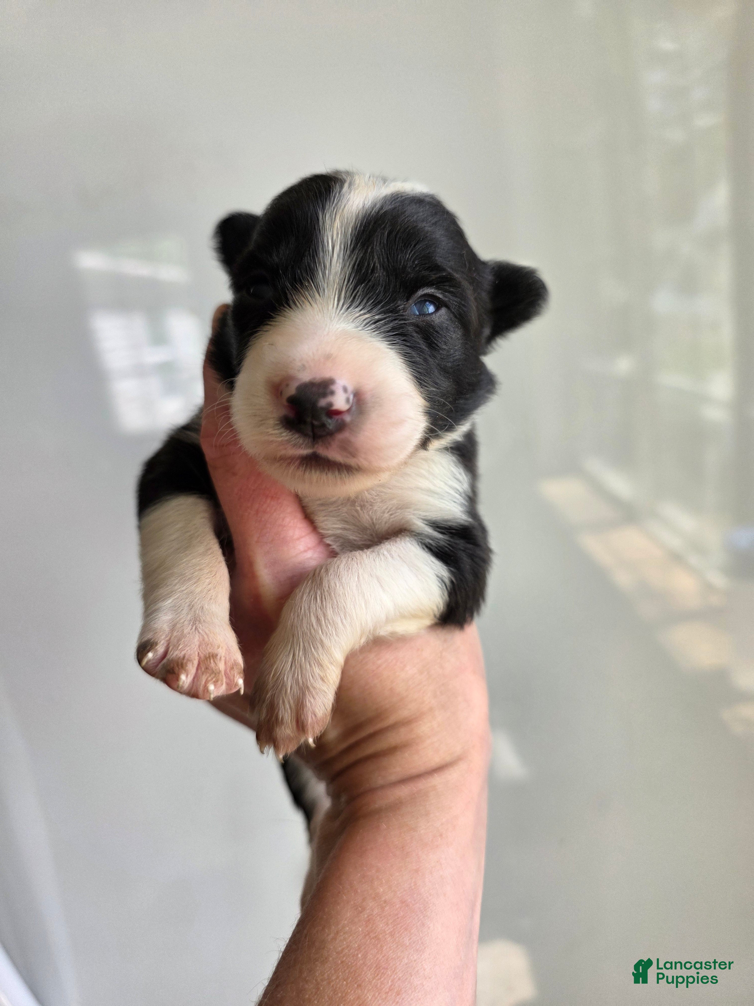 Border Collie dogs Gracie - Ad 4