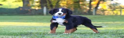Bernese Mountain Dog dogs for sale: Toby - Ad 3