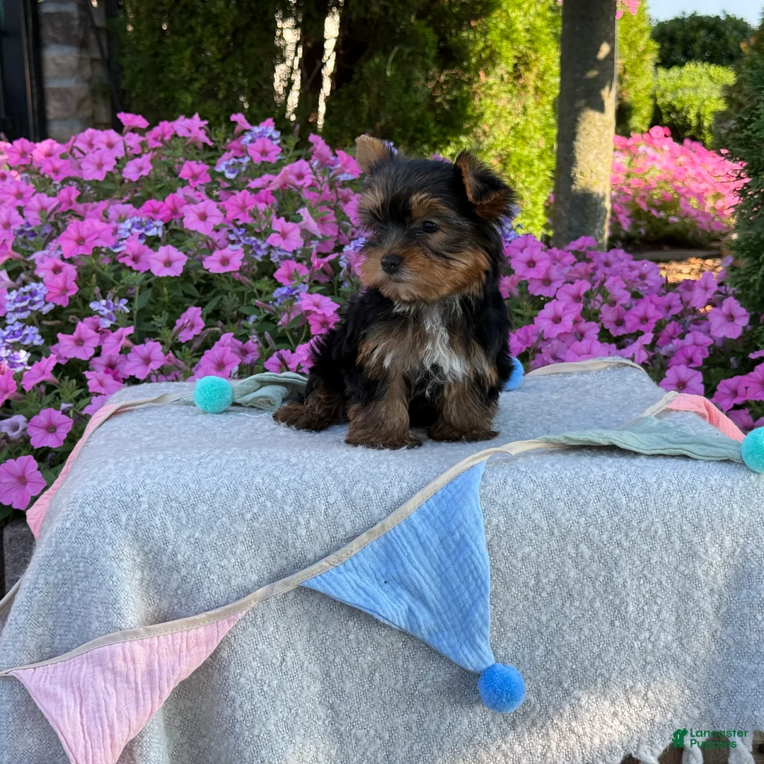 Yorkshire Terrier dogs for sale: Indie - Ad 2
