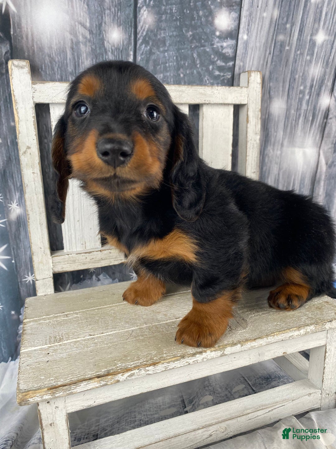 Miniature Dachshund dogs for sale: Tiffany - Ad 7