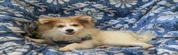 Pomeranian dogs for sale: Keno Genetic Testing - Ad 5