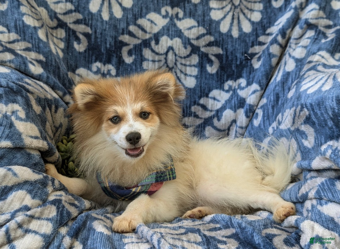 Pomeranian dogs for sale: Keno Genetic Testing - Ad 5