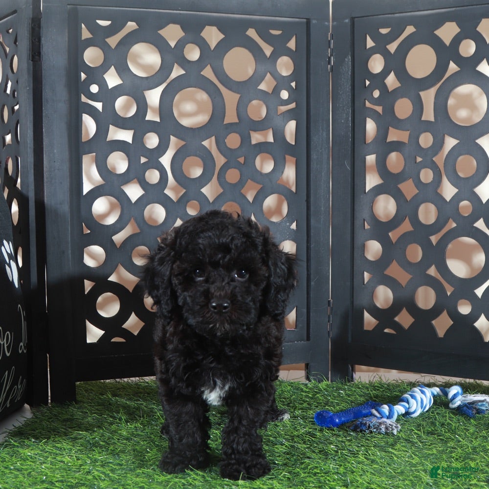 Miniature Poodle dogs Klondike Gorgeous Black and white Poodle Puppy - Ad 1