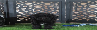 Klondike Gorgeous Black and white Poodle Puppy