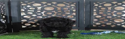 Miniature Poodle dogs for sale: Klondike Gorgeous Black and white Poodle Puppy - Ad 3