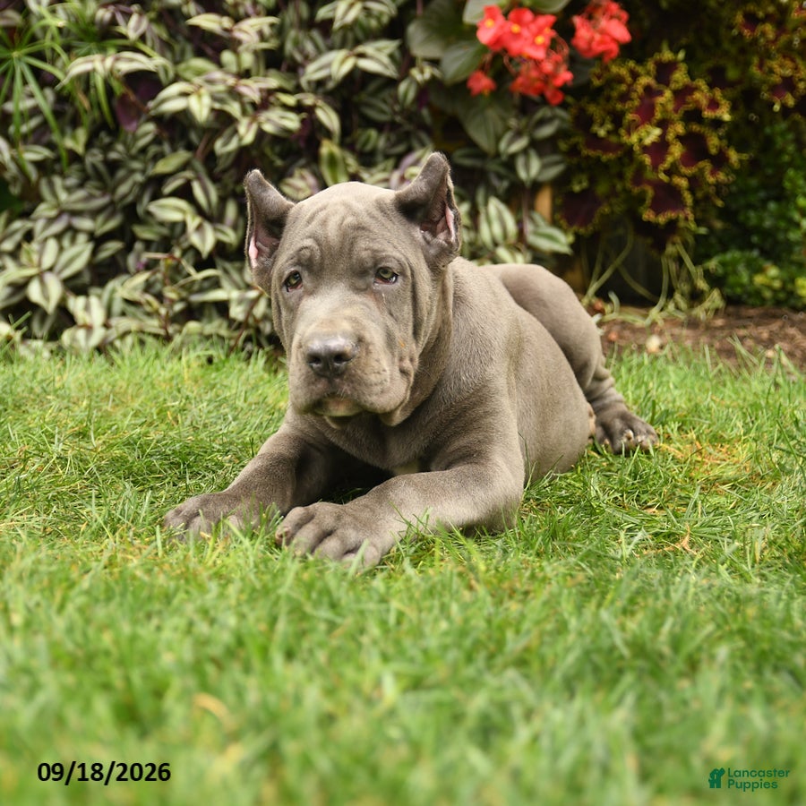 Cane Corso dogs Lenny  - Ad 2