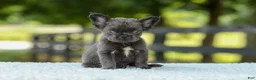 French Bulldog dogs for sale: Kate - Ad 11