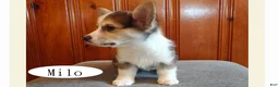 Welsh Corgi Pembroke dogs for sale: Milo - Ad 3