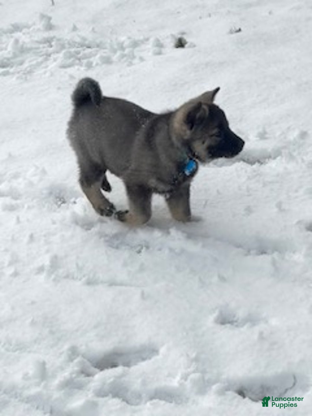 Norwegian Elkhound dogs for sale: Little Boy Blue - Ad 5