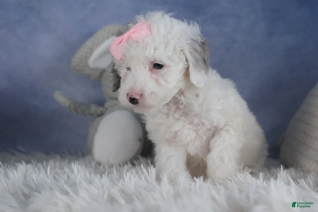 Miniature Poodle dogs for sale: Riley - Ad 10