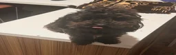 Toy Poodle dogs for sale: Toy Poodle Puppy 1 - Ad 3