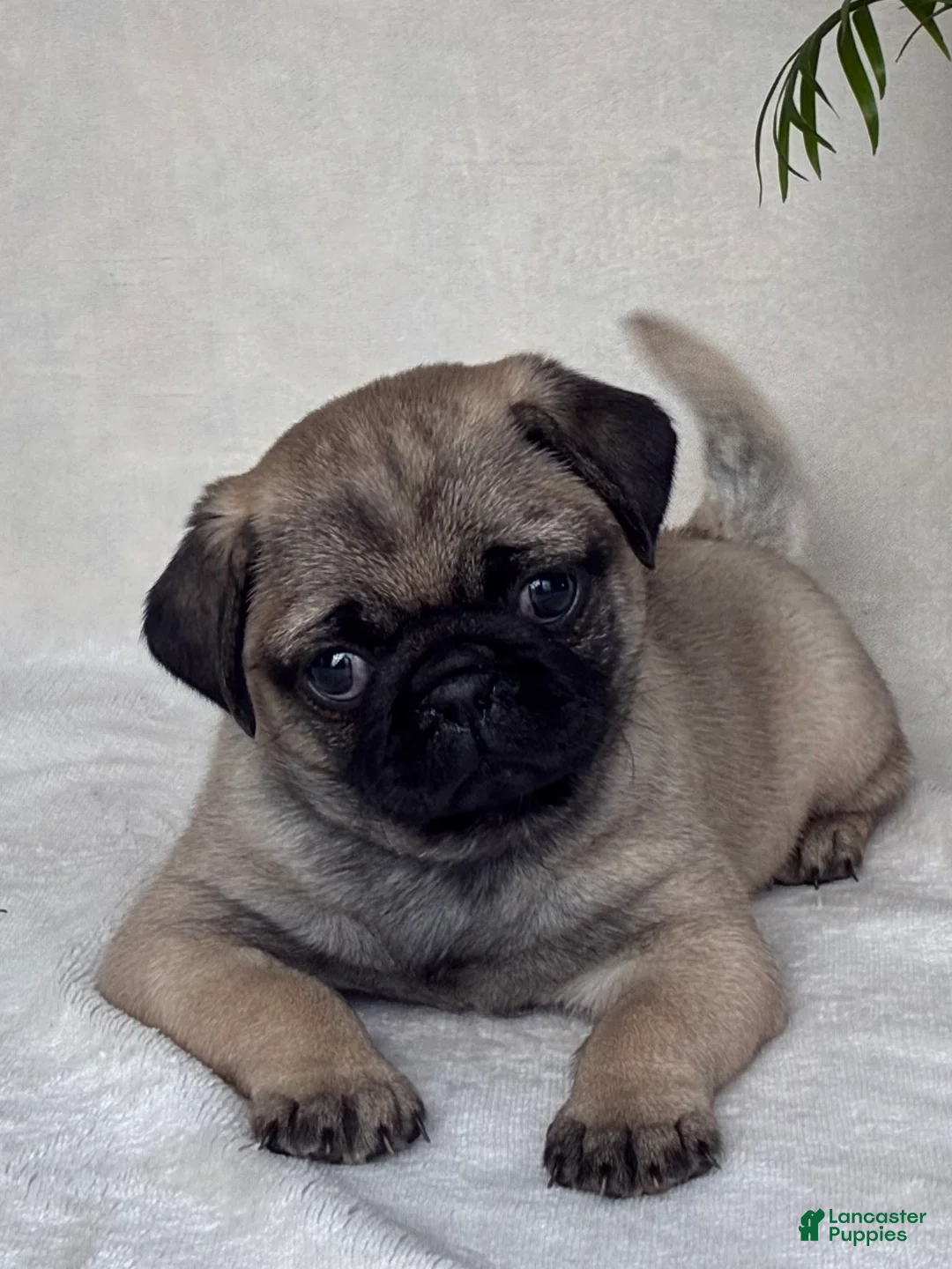 Pug dogs for sale: Holly - Ad 2