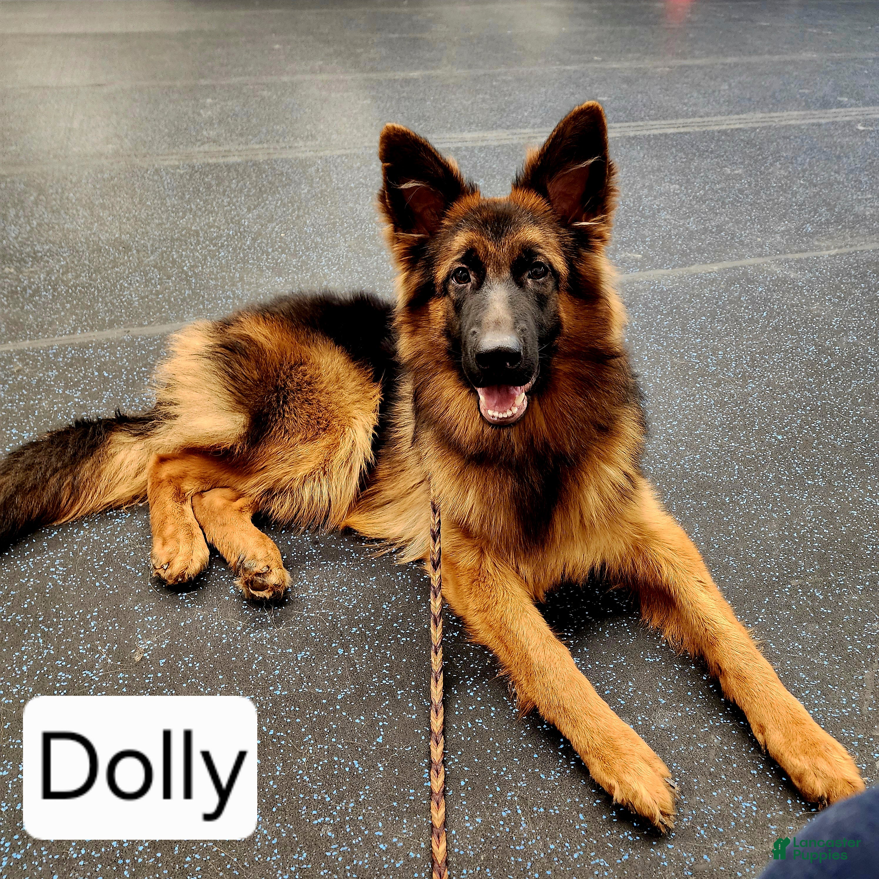 German Shepherd dogs German Shepherd 4 - Ad 42