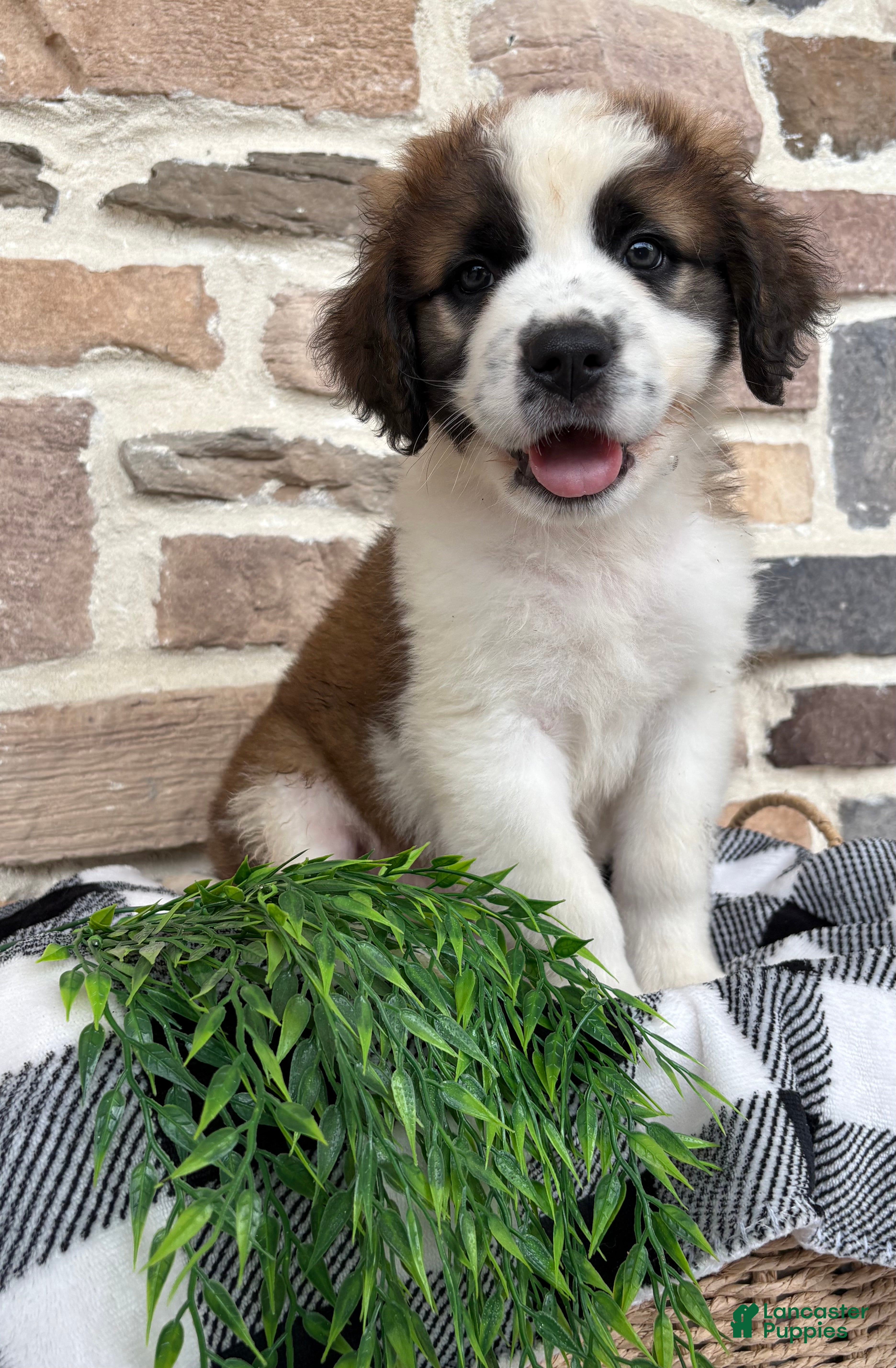 Saint Bernard dogs Kia - Ad 1