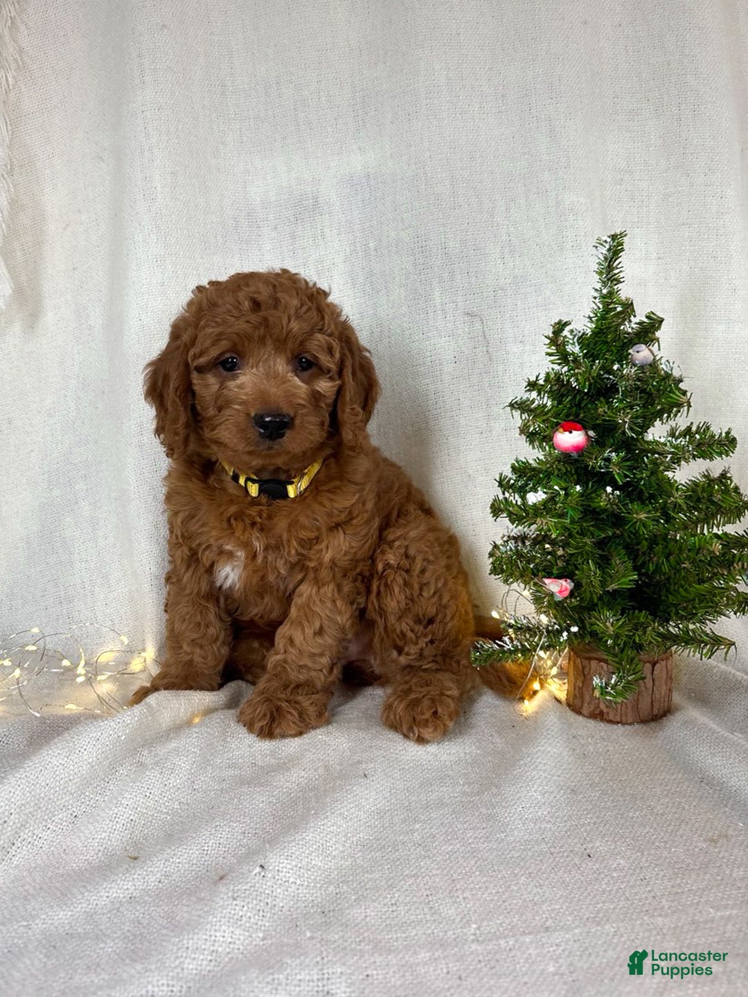Goldendoodle dogs for sale: Bailey - Ad 7