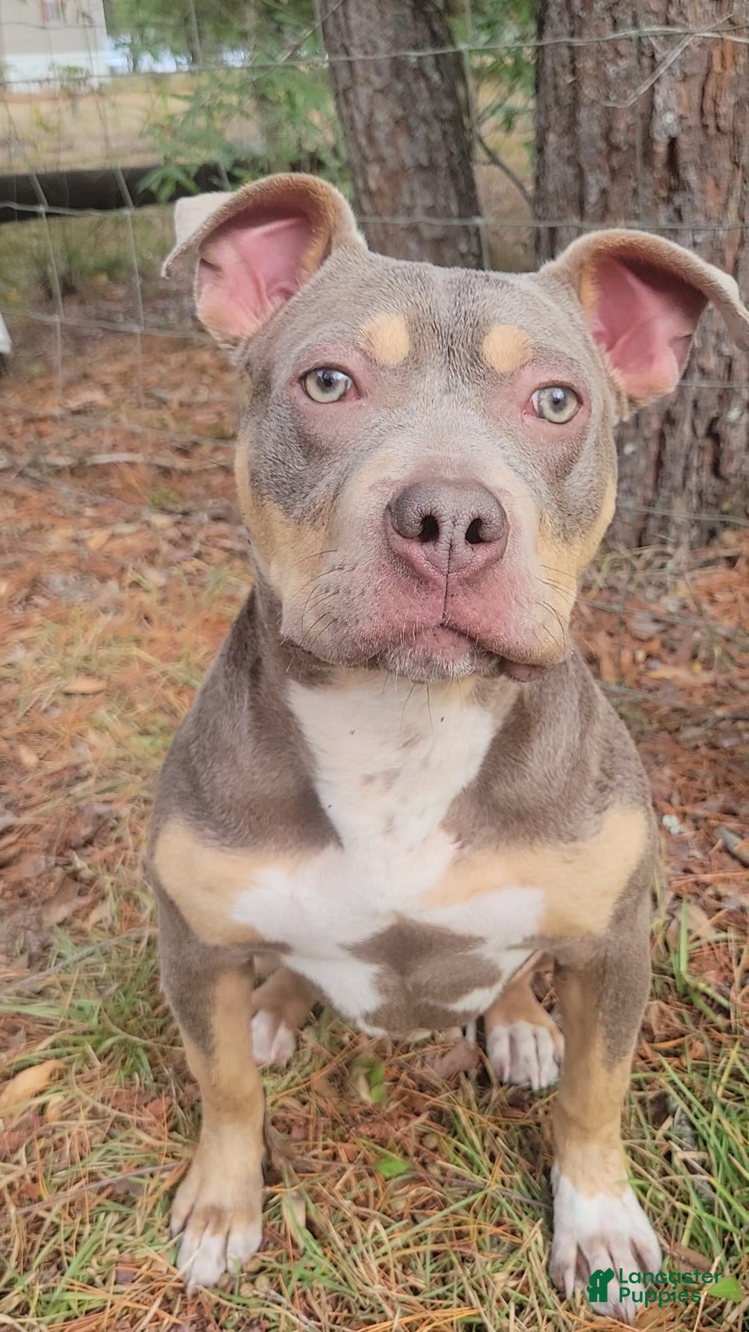 American Bully dogs for sale: Gal - Ad 11