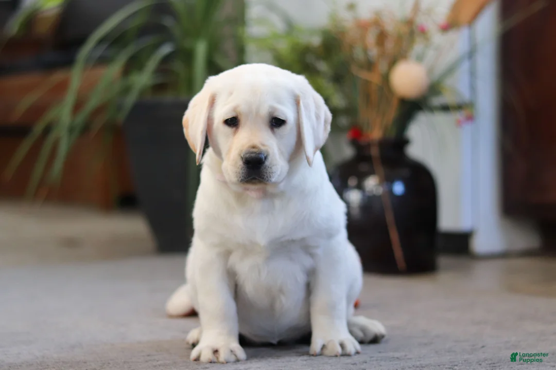 Labrador Retriever dogs for sale: Bela - Ad 2