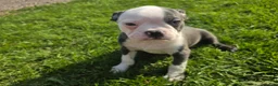 Boston Terrier dogs for sale: Boston Terrier Male - Ad 1