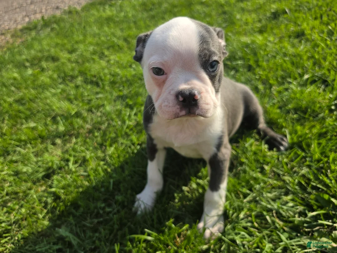 Boston Terrier dogs for sale: Boston Terrier Male - Ad 1